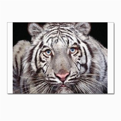 white tiger Postcard 4 x 6  (Pkg of 10) from UrbanLoad.com Front