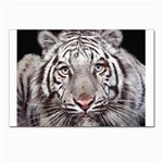 white tiger Postcard 4 x 6  (Pkg of 10)