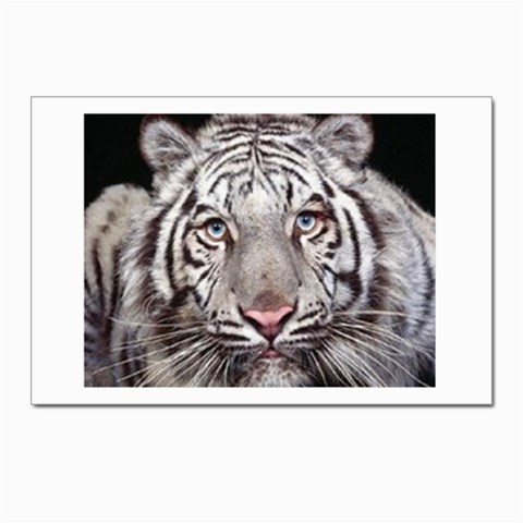 white tiger Postcards 5  x 7  (Pkg of 10) from UrbanLoad.com Front