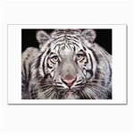 white tiger Postcards 5  x 7  (Pkg of 10)