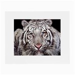 white tiger Glasses Cloth (Small)