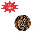 tiger 1  Mini Button (10 pack) 