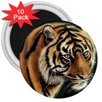 tiger 3  Magnet (10 pack)