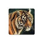 tiger Magnet (Square)