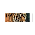 tiger Sticker Bumper (10 pack)