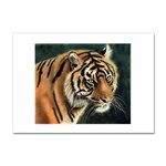 tiger Sticker A4 (10 pack)