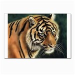 tiger Postcard 4 x 6  (Pkg of 10)