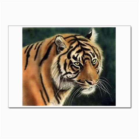 tiger Postcards 5  x 7  (Pkg of 10) from UrbanLoad.com Front