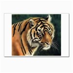 tiger Postcards 5  x 7  (Pkg of 10)