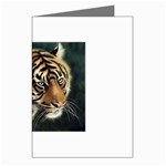 tiger Greeting Cards (Pkg of 8)