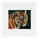 tiger Glasses Cloth (Medium)