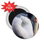 swan 2.25  Magnet (10 pack)