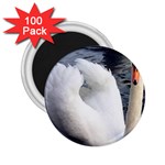 swan 2.25  Magnet (100 pack) 