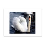 swan Sticker A4 (100 pack)