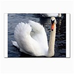 swan Postcard 4 x 6  (Pkg of 10)