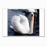 swan Postcards 5  x 7  (Pkg of 10)
