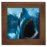 shark Framed Tile