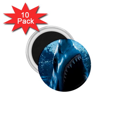 shark 1.75  Magnet (10 pack)  from UrbanLoad.com Front