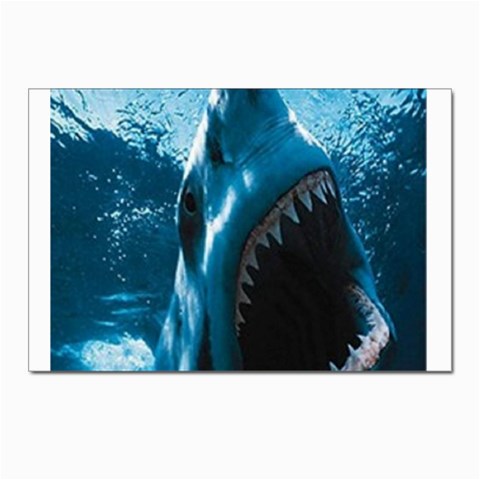 shark Postcard 4 x 6  (Pkg of 10) from UrbanLoad.com Front