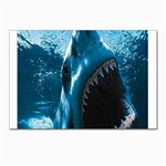 shark Postcard 4 x 6  (Pkg of 10)