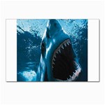 shark Postcards 5  x 7  (Pkg of 10)