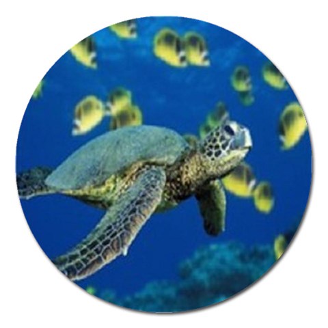 sea turtle Magnet 5  (Round) from UrbanLoad.com Front