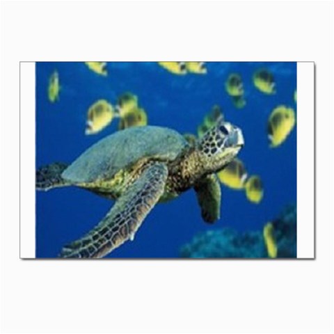 sea turtle Postcard 4 x 6  (Pkg of 10) from UrbanLoad.com Front