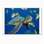 sea turtle Postcard 4 x 6  (Pkg of 10)