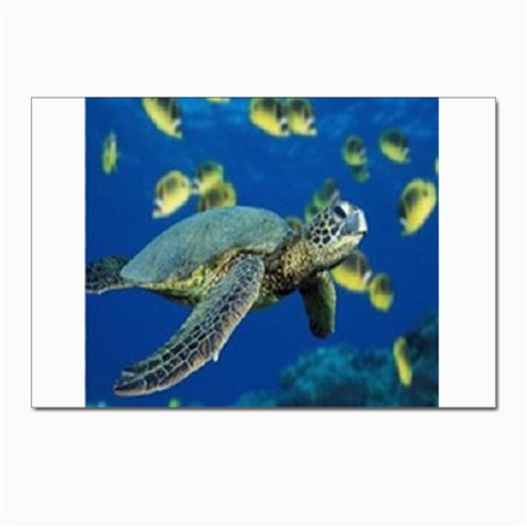 sea turtle Postcards 5  x 7  (Pkg of 10) from UrbanLoad.com Front