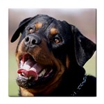 rottweiler Tile Coaster