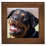 rottweiler Framed Tile