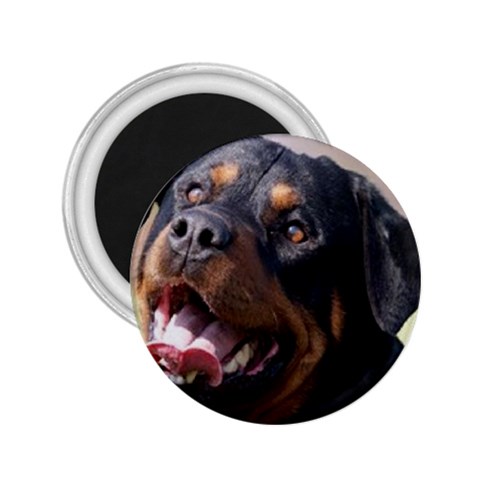 rottweiler 2.25  Magnet from UrbanLoad.com Front