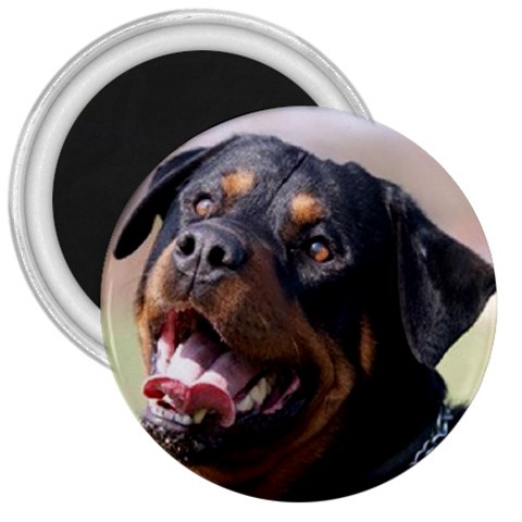 rottweiler 3  Magnet from UrbanLoad.com Front