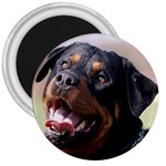 rottweiler 3  Magnet