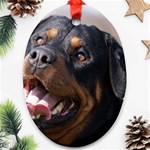 rottweiler Ornament (Oval)