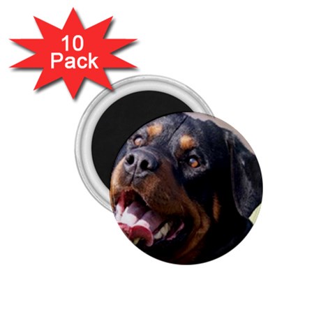 rottweiler 1.75  Magnet (10 pack)  from UrbanLoad.com Front