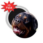 rottweiler 2.25  Magnet (10 pack)