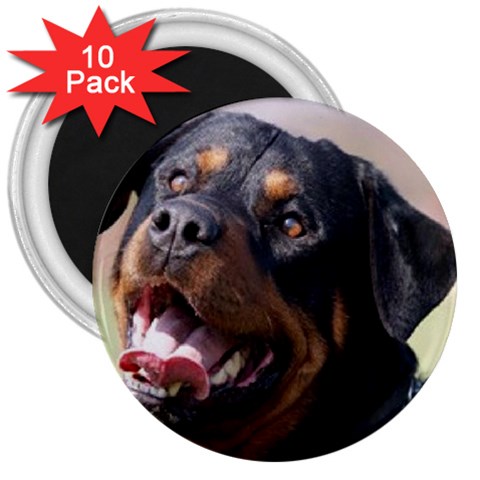 rottweiler 3  Magnet (10 pack) from UrbanLoad.com Front