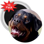 rottweiler 3  Magnet (10 pack)