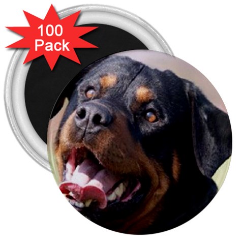 rottweiler 3  Magnet (100 pack) from UrbanLoad.com Front