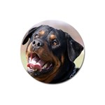 rottweiler Magnet 3  (Round)