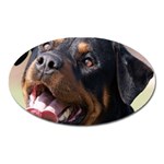 rottweiler Magnet (Oval)