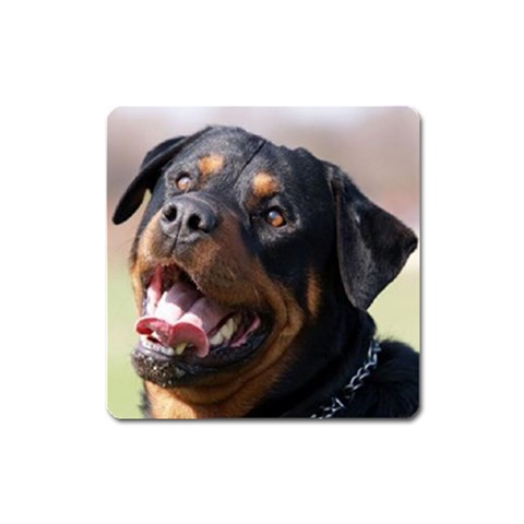 rottweiler Magnet (Square) from UrbanLoad.com Front