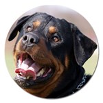 rottweiler Magnet 5  (Round)