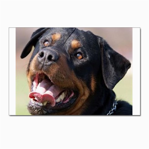 rottweiler Postcard 4 x 6  (Pkg of 10) from UrbanLoad.com Front