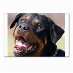 rottweiler Postcard 4 x 6  (Pkg of 10)