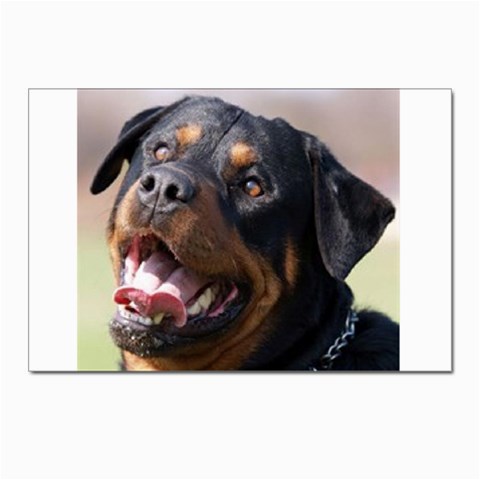 rottweiler Postcards 5  x 7  (Pkg of 10) from UrbanLoad.com Front