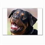 rottweiler Postcards 5  x 7  (Pkg of 10)