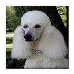 poodle 2 Tile Coaster