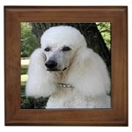 poodle 2 Framed Tile